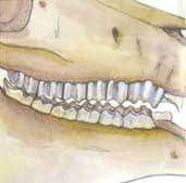 Accentuated Transverse Ridges (ATR/ETR)