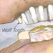 Wolfstand (Wolf Tooth)