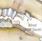 Blinde Wolfstand (Blind Wolf Tooth)